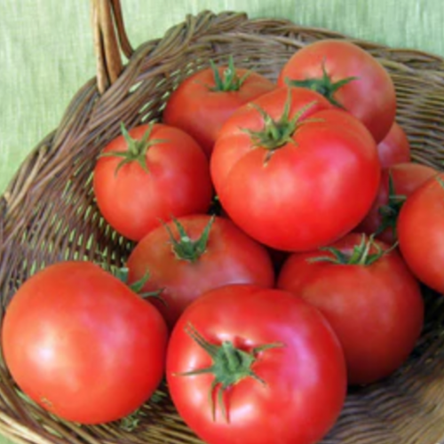 طماطم بيق بيف - Big Beef Tomato