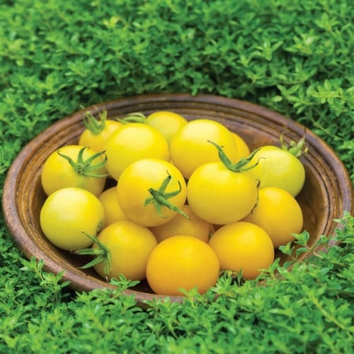 طماطم كرزي فرحة العسل - Honey Delight Tomato