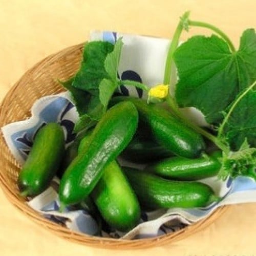 خيار فارسي صغير الأصابع الخضراء - Persian Baby Cucumbers Green Fingers