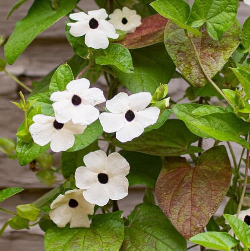سوزان ذات العيون السوداء متسلقة بيضاء - Black eyed Susan Vine Alba