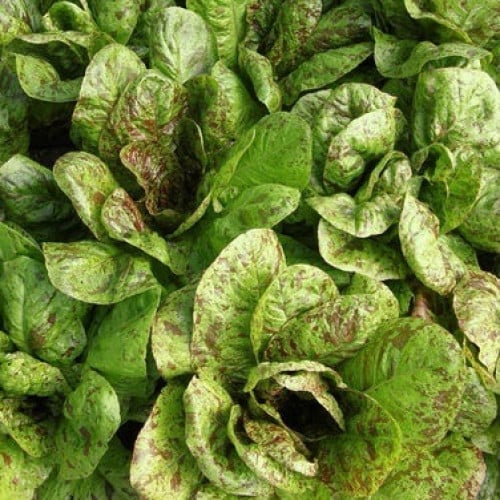 خس مرقط - Lettuce Flashy Trout Back