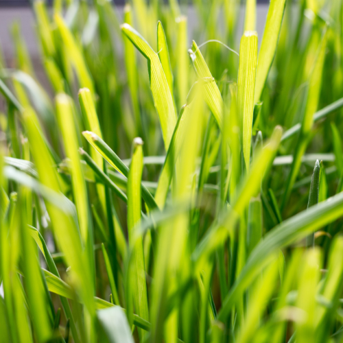 مكس 4 أعشاب للقطط - Four Grass Mix