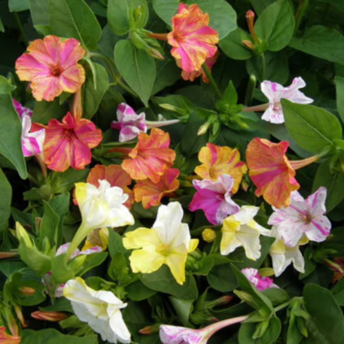 شب الليل الألوان المكسورة - Broken Colors Four O'Clocks