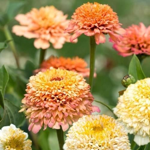 مكس زينيا متوجة - Peaches and Cream Crested Zinnia