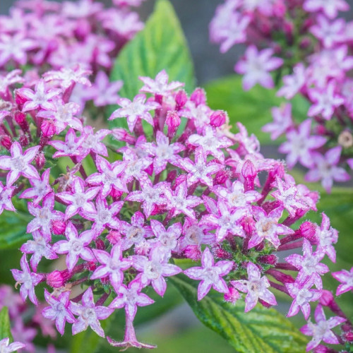 بنتس النجمة البنفسجية - Glitterati Purple Star Pentas