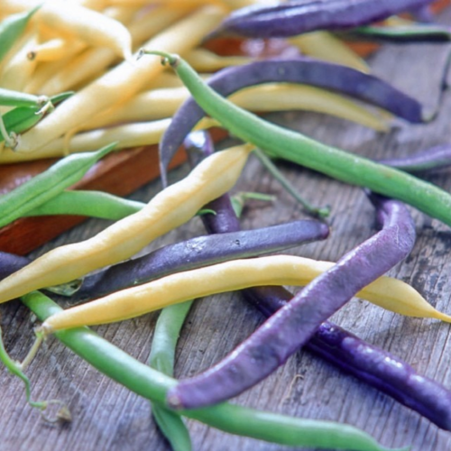 مكس فاصوليا قزمية ملونة - Tricolor Bush Beans