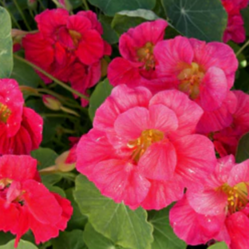 أبو خنجر الكرز - Cherries Jubilee Nasturtiums