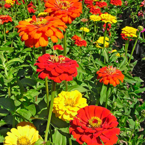 زينيا ألوان التلوين الدافئة  - Hot Crayon Colors Zinnias