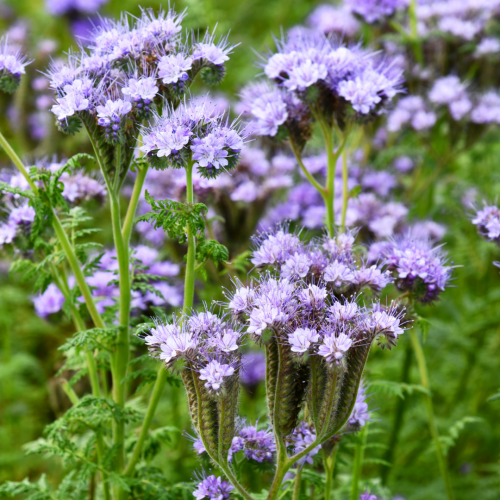 فاسيليا ليسي - Phacelia Lacy
