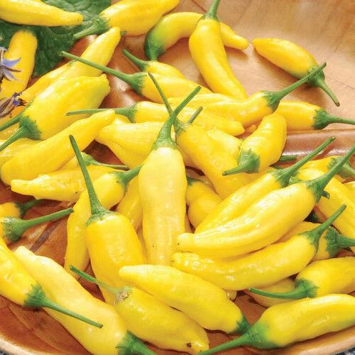 فلفل حار قطرة الليمون - Lemon Drop Aji Pepper