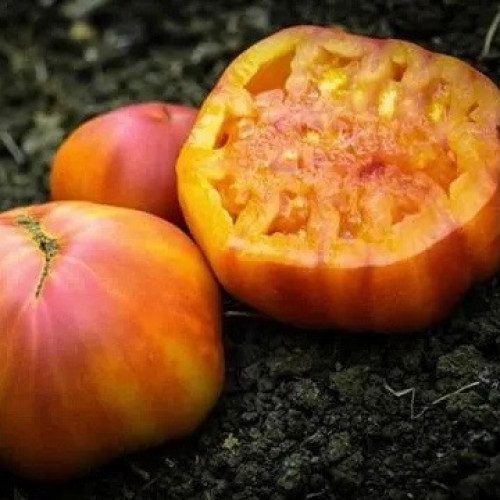 طماطم قوس المطر الكبير - Big Rainbow Tomato