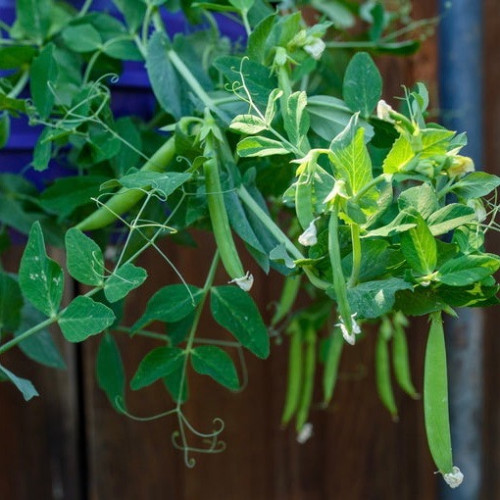 بازلاء سناك البطل - Snack Hero Snap Peas