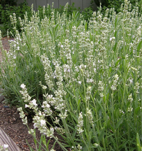 لافندر الثلج الأبيض - White Ice Lavender