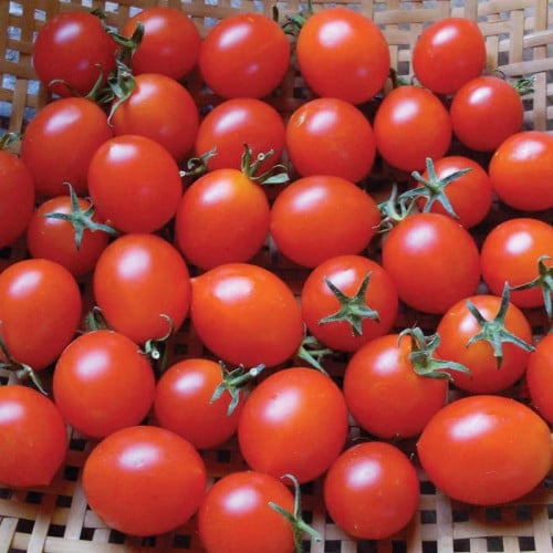 طماطم سنتيفلور - Red Centiflor Tomato
