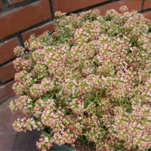 أليسيوم خوخ الصيف - Summer Peaches Alyssum