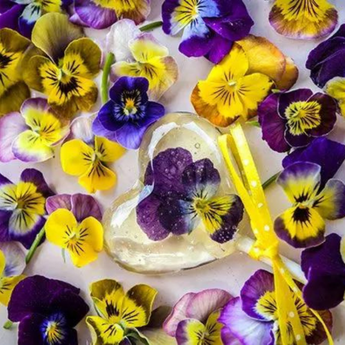 مكس فايولا بانسي الفراخ - Chicky Chicks Viola Pansy