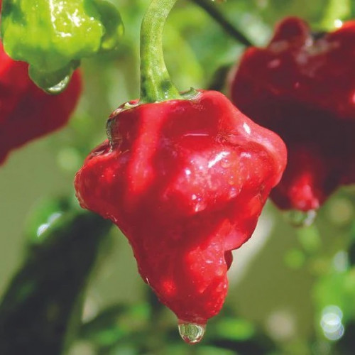 فلفل الفطر الأحمر - Mushroom Red Pepper