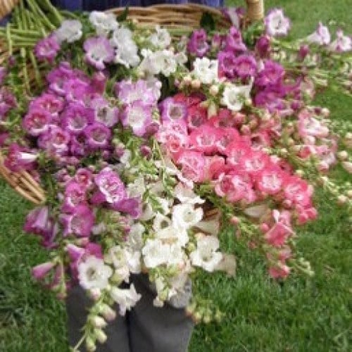 بنستيمن أجراس الزفاف - Penstemon Wedding Bells