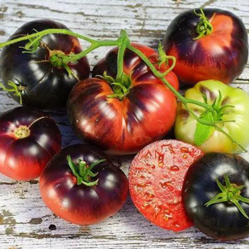 طماطم الزرقاء الجميلة - Blue Beauty Tomato