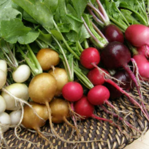 مكس فجل حفلة الحديقة - Five Color Radish Mix Garden Party