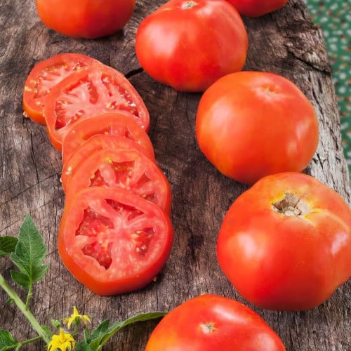 طماطم روتجرز - Rutgers Tomato