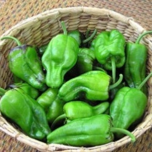 فلفل إسباني بادرون - Peppers Spanish Padron