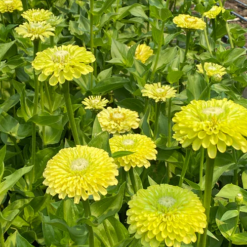 زينيا خضراء - Green Envy Zinnias