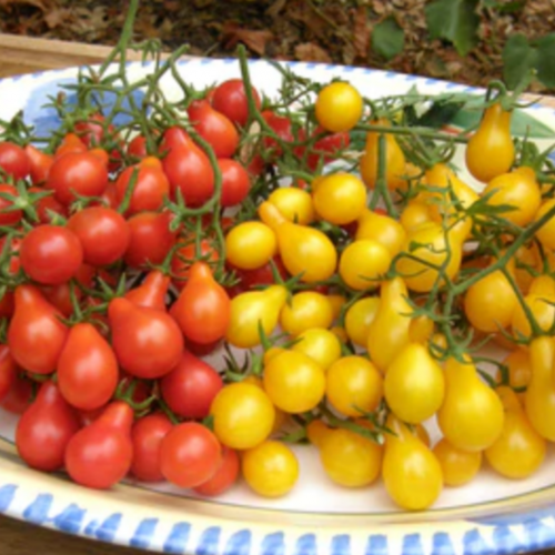 مكس طماطم الكمثرى الكرزي - Red & Yellow Pear Mini Tomatoes