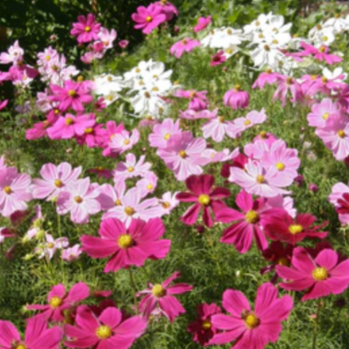 مكس كوزموس سوناتا - Sonata Mix Cosmos