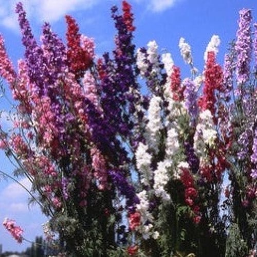 لاركسبر فرنسية - Larkspur French Alouette