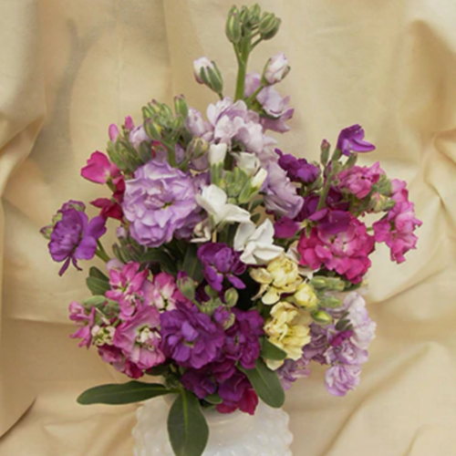 منثور عطر العشرة أسابيع - Ten Week Perfume Stock