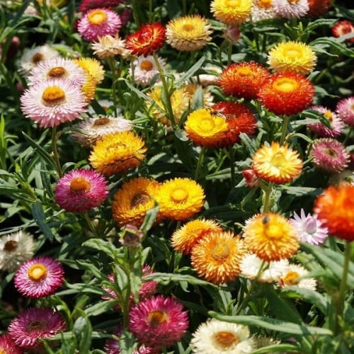 مكس زهرة القش طويلة - Tall Mixed Color Strawflower
