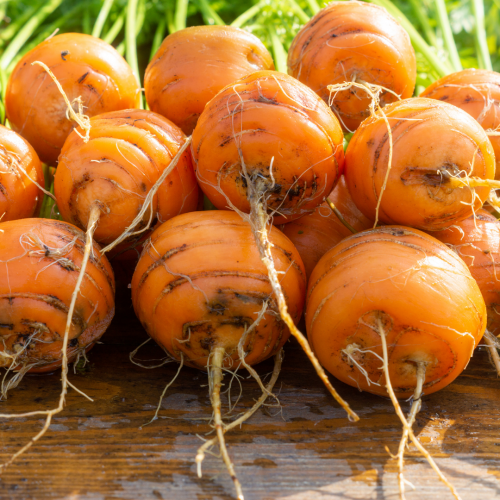 جزر روميو الدائري - Romeo Round Baby Carrots