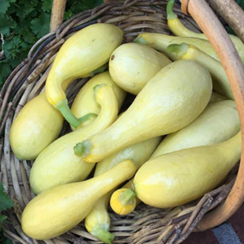 كوسه الرقبة الملتوية - Sunny Supersett Crookneck Squash