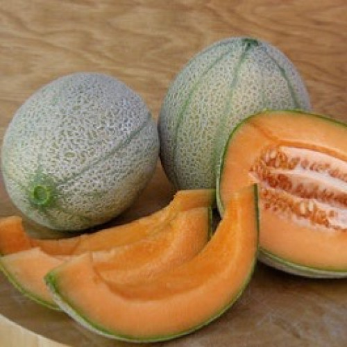 شمام إيطالي - Melone Retato Degli Ortolani