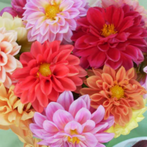 داليا الألوان المائية - Watercolor Silks Dahlias