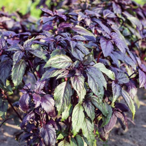 ريحان بنفسجي - Purple Opal Basil