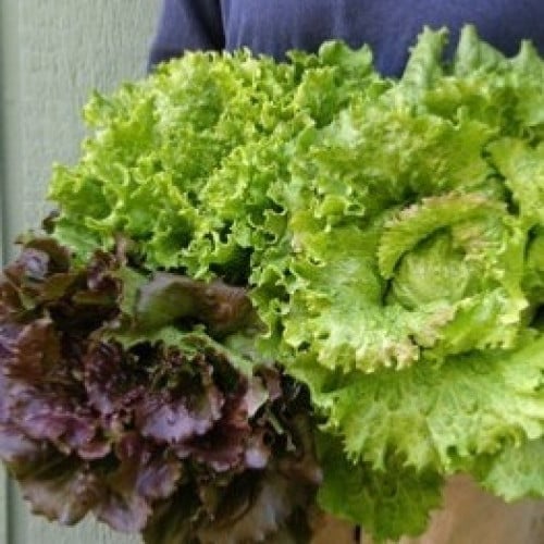 مكس خس باتافيون الفرنسي - Lettuce Trio Blush Batavians