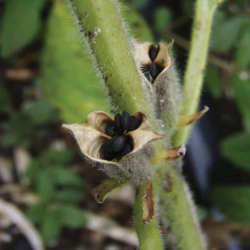 سمسم أسود - Black Sesame