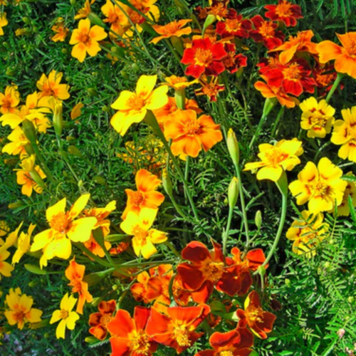 قطيفة صغيرة سيجنيت ستارفاير - Signet Starfire Petite Marigolds