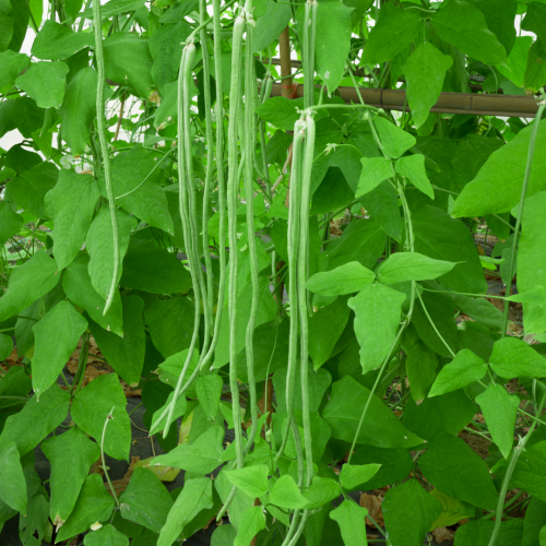 فاصوليا النودلز الطويلة متسلقة - Yard Long Noodle King Pole Beans