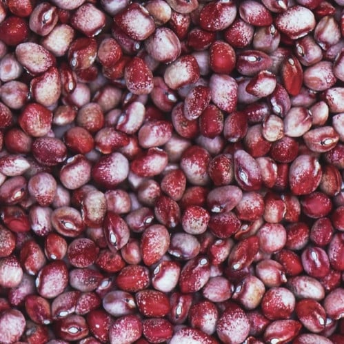 فاصوليا مايفلور - Mayflower Bean
