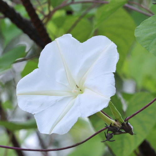 زهرة القمر - Fragrant Moonflower