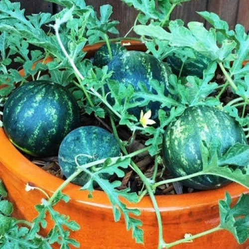 جح الحب الصغير - Watermelon Mini Love