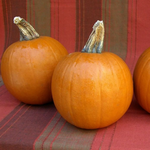 يقطين سبوكي - Carving & Pie Pumpkins Spookie