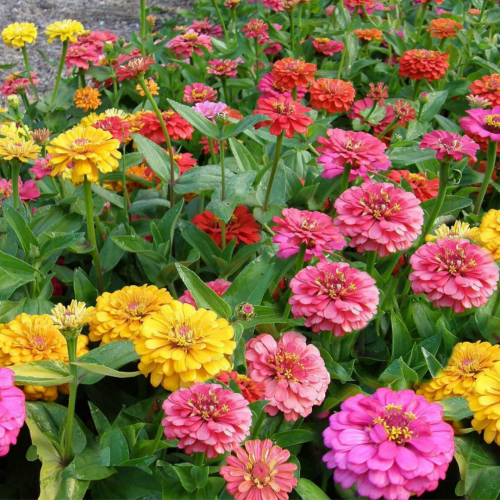 زينيا تشا تشا تشا - Cha-Cha-Cha Zinnias