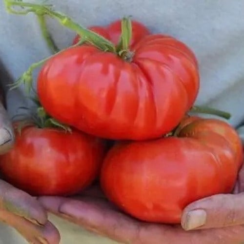 طماطم بانتانو رومانيسكو - Pantano Romanesco Tomato