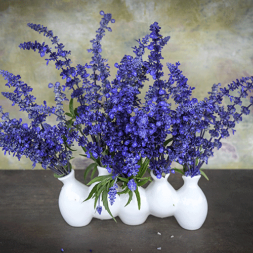 سالفيا المرامية الزرقاء - Sirius Blue Sage