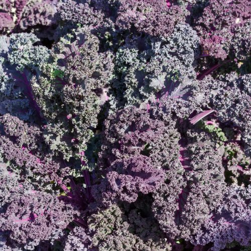 كيل القمر البنفسجي - Purple Moon kale