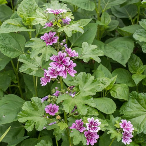 خطمية فرنسية - Hollyhock French